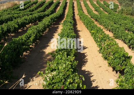 Rangées de plantes de vigne des routes du vin de Nemea, Grèce Banque D'Images