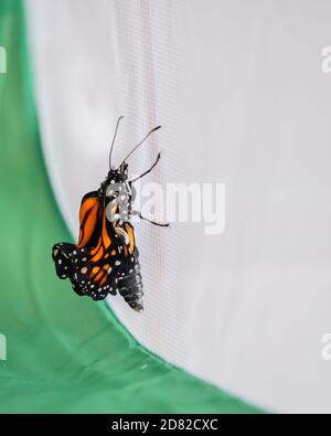 Papillon monarque, Danaus plexippus. Récemment émergé ou enfermé d'un chrysalide à l'intérieur d'une cage de papillon.les ailes n'ont pas encore gonflé. Kansas, États-Unis. Banque D'Images