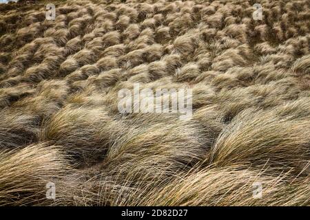 Dunes de sable balayées par le vent herbes de Marram sur la côte écossaise près de Durness sur la NC500 Banque D'Images