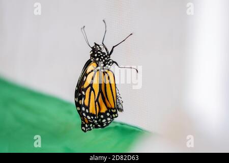 Papillon monarque, Danaus plexippus. Récemment émergé ou enfermé d'une main de chrysalide élevé à l'intérieur d'une cage de papillon. Kansas, États-Unis. Banque D'Images