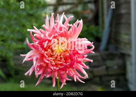 Gros plan du Parc Princess cactus dahlia ROSE orangé, TUBÉREUSE plante florale d'été qui est décidue et à moitié dure Banque D'Images