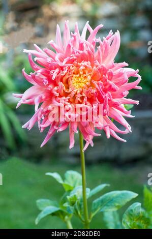 Gros plan du Parc Princess cactus dahlia ROSE orangé, TUBÉREUSE plante florale d'été qui est décidue et à moitié dure Banque D'Images