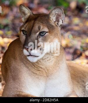 Un couguar (Puma concolor) apprécie le temps d'automne au WNC nature Centre à Asheville, en Caroline du Nord, aux États-Unis Banque D'Images