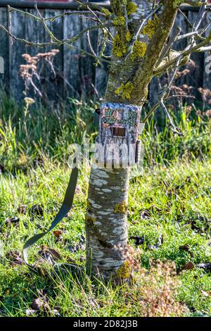 Un piège à caméra ou une caméra de randonnée à motif camouflage est configuré pour filmer automatiquement la faune et la flore d'un jardin. Banque D'Images