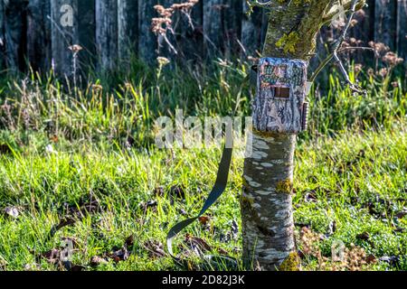 Un piège à caméra ou une caméra de randonnée à motif camouflage est configuré pour filmer automatiquement la faune et la flore d'un jardin. Banque D'Images