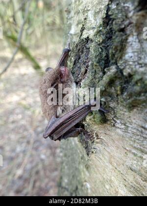 Wasserfledermaus (Myotis daubentonii) an der Steinbachtalsperre Hat sich an einen Birkenstamm geklammert, Euskirchen-Kirchheim, Nordrhein-Westfalen, D Banque D'Images