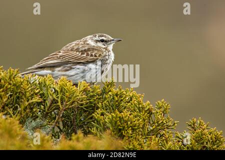 pipit Australasien - Anthus novaeseelandiae petit oiseau de passereau de pays ouvert en Australie, Nouvelle-Zélande et Nouvelle-Guinée. Il appartient à la génération pipit Banque D'Images