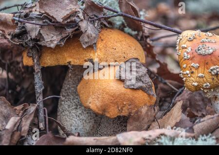 Deux champignons de bouleau avec une casquette orange dans une feuille d'arbre tombée près d'un tabouret séché, chapeau sous les feuilles, macro photo Banque D'Images