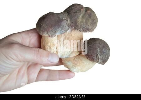 Trois champignons porcini dans une main femelle sur fond de bois. Isoler sur un fond blanc Banque D'Images