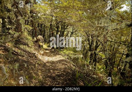 Nelson Lakes National Park situé dans l'île du Sud de la Nouvelle-Zélande, à deux lacs Rotoiti et Rotoroa, vallées travers, Sabine, d'Urville et mounta Banque D'Images