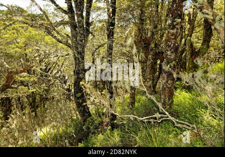 Nelson Lakes National Park situé dans l'île du Sud de la Nouvelle-Zélande, à deux lacs Rotoiti et Rotoroa, vallées travers, Sabine, d'Urville et mounta Banque D'Images