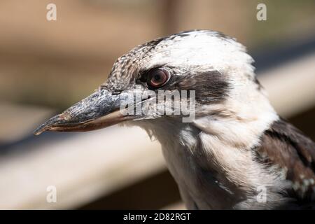 Gros plan sur un visage australien de Kookaburra Banque D'Images