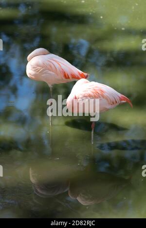 Flamants roses dans un marais vert sur une jambe Banque D'Images