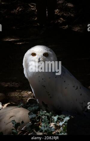 Harry Potter Real Snowy hibou sur le sol face à la appareil photo Banque D'Images