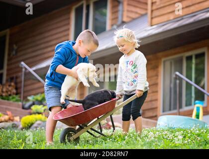 Garçon et fille jouant avec les chiots de laboratoire Banque D'Images