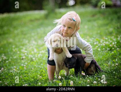 Petite fille jouant avec des chiots de laboratoire dans le Yard Banque D'Images