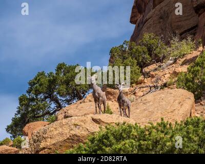 Mouflon de Bighorn, sentier du Monument Canyon, monument national du Colorado près de Grand Junction, Colorado. Banque D'Images