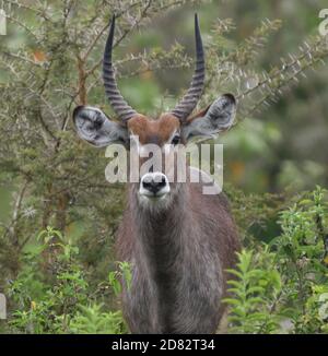 Portrait d'un mâle d'abuck (Kobus ellipsiprymnus). Parc national d'Arusha. Arusha, Tanzanie. Banque D'Images