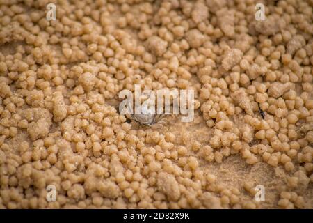 petit crabe sur une plage de sable Banque D'Images