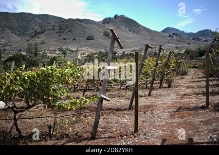 Partie d'un champ planté de vignes après récolte à la fin de l'été dans une vallée de Ténérife dans les îles Canaries, en Espagne Banque D'Images