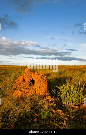 Paysage et végétation de la savane de cerrado brésilienne, herbage de cerrado, monticules de termites, Serra da Canastra, Minas Gerais, Brésil Banque D'Images