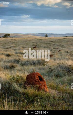 Paysage et végétation de la savane de cerrado brésilienne, herbage de cerrado, monticules de termites, Serra da Canastra, Minas Gerais, Brésil Banque D'Images