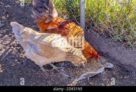 Une poule et un coq coloré peck à la nourriture dans un plateau métallique dans une poupe de poulet Banque D'Images