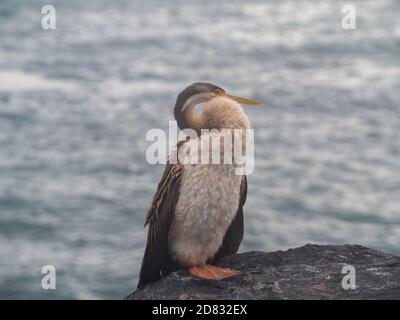 Un oiseau de Darter Australasien, probablement femelle, au bord de la mer, australien Banque D'Images