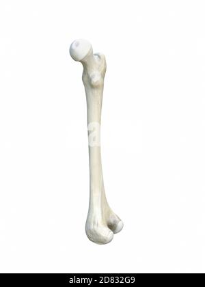 Fémur humain droit, anatomie, arrière-plan blanc, rendu 3d Banque D'Images