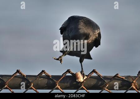 Pacific Grove, Californie, États-Unis. 26 octobre 2020. Un corbeau manger calmar crédit: Rory Merry/ZUMA Wire/Alamy Live News Banque D'Images