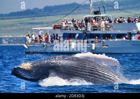 Baleines à bosse énergiques qui se brisent en arrière devant un bateau d'observation des baleines éloigné. Banque D'Images