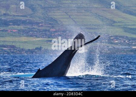 Comportement répété de claquement de queue par une baleine à bosse à Maui. Banque D'Images