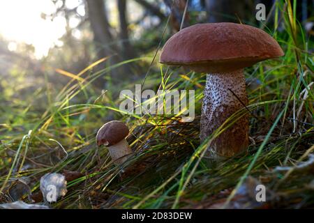 Les grands et petits champignons sont des podosinoviki bruns à côté de dans la conge d'herbe, dans les bois, près du panier abandonné. Banque D'Images