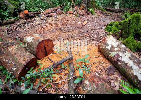 Bois a vu bois de bois de rondins dans la nature de la forêt tropicale de pluie / déboisement problème environnemental avec la tronçonneuse en action coupant le bois Banque D'Images