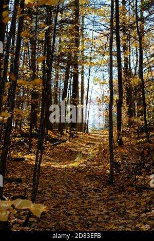 Une mer de jaune - glorieuse couleur automne/automne fin octobre dans une forêt québécoise, Wakefield, Canada. Banque D'Images