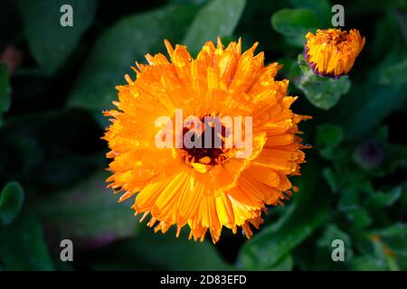 Marigold orange parfait (Calendula officinalis) et bourgeon après une douche à effet pluie, Ottawa, Ontario, Canada. Banque D'Images