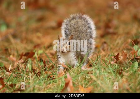 Écureuil gris américain Sciurus carolinensis recherche de nourriture dans les feuilles d'automne et l'herbe