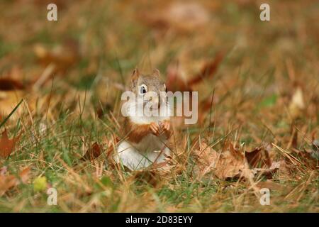 Petit écureuil rouge Tamiasciurus hudsonicus pourvoyant dans les feuilles d'automne et l'herbe Banque D'Images