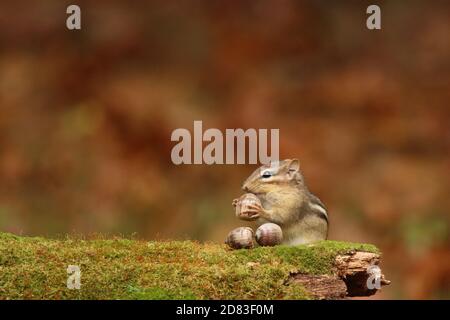Le chipmunk de l'est Tamias striatus trouvant des acorns à l'automne pour les stocker loin pour l'hiver Banque D'Images