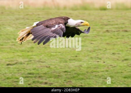 Un aigle à tête blanche vole en vol Banque D'Images