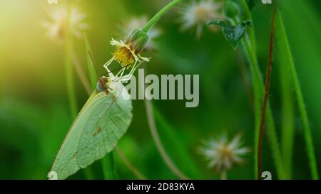 Le papillon vert est en train de trouver le nectar des fleurs avec coucher de soleil en soirée. Banque D'Images