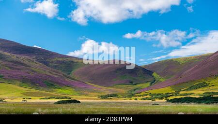 Pentland Hills, Midlothian, Édimbourg, Écosse. ROYAUME-UNI. Une vue de la bruyère pourpre de lilas en fleur sur les collines de Pentland, Midlothian , près d'Édimbourg , Banque D'Images