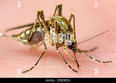 Bite de peau de moustiquaire contaminée par Zika. Leishmaniose, encéphalite, fièvre jaune, dengue, paludisme, Mayaro ou Zika virus Infectious Culex Banque D'Images