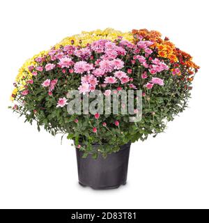 Bouquet de fleurs de chrysanthème rose, orange et jaune dans un pot de fleurs noir sur fond blanc Banque D'Images