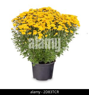 Chrysanthème jaune fleurs multiflorales en pot sur fond blanc Banque D'Images