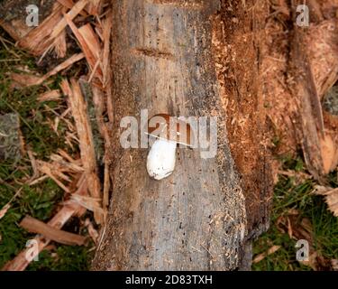 un beau champignon de forêt se trouve sur le tronc d'un arbre tombé Banque D'Images