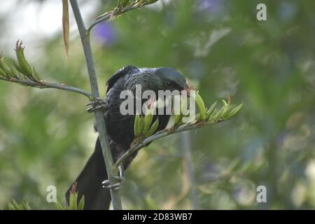 L'oiseau Tui - Prostemadera novaeseelandiae Banque D'Images