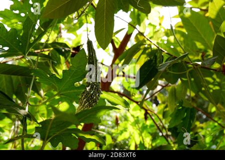 un gros plan de gourde vert frais amer isolé sur jardin Banque D'Images