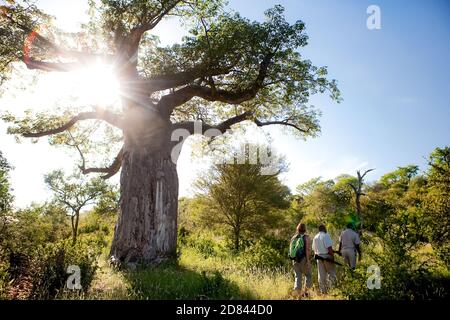 Trois personnes sur un sentier de randonnée dans la région de Pafuri, parc national Kruger Banque D'Images