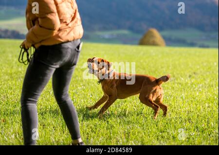 fille lance un bâton pour le labrador brun retriever dans le champ vert Banque D'Images